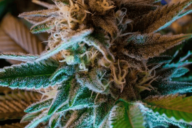gorilla glue