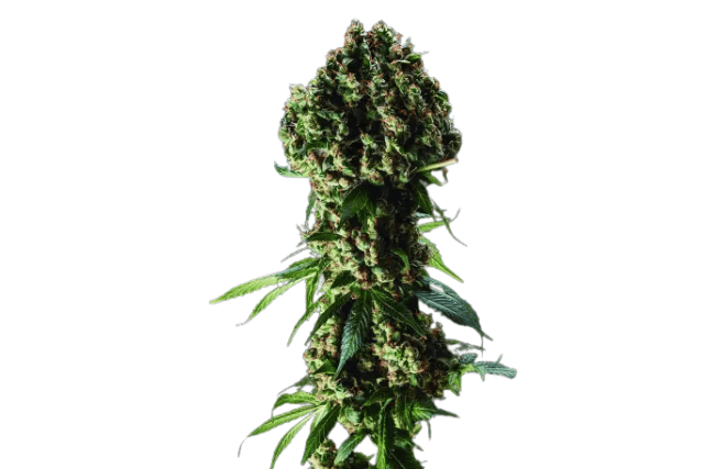 1. Granddaddy Purple