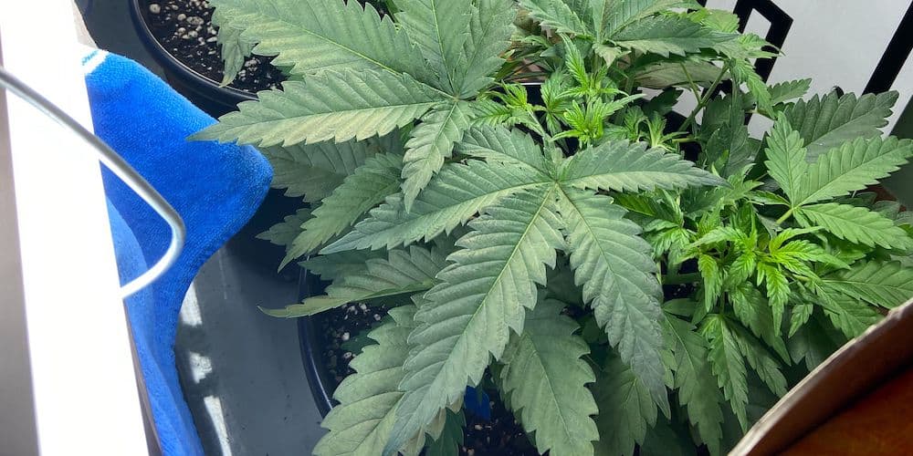 growing marijuana leaves