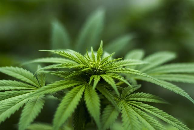 hemp plant in bloom