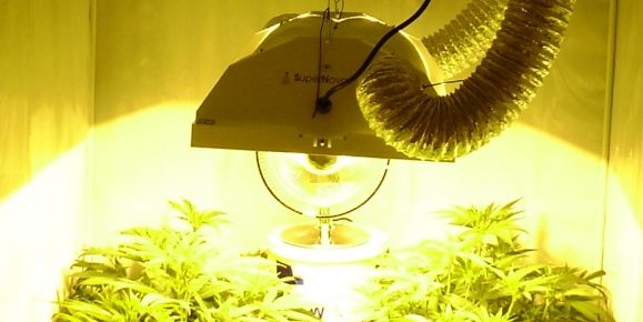 HPS grow lights setup in grow room