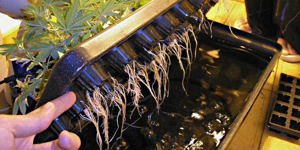 marijuana seedlings being grow hydroponically