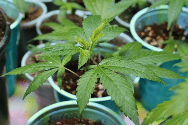 indoor cannabis