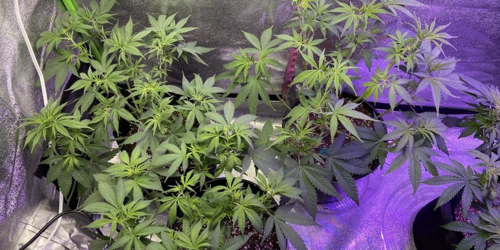 how to grow marijuana indoors