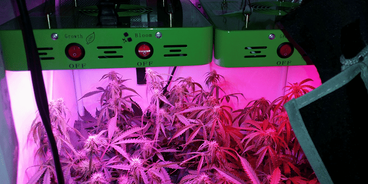 Mars Hydro LED grow lights
