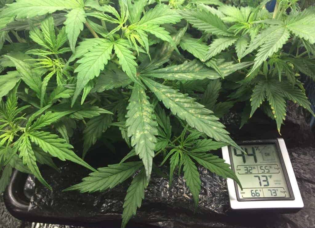 pH meter in grow tent under cannabis plant leaves