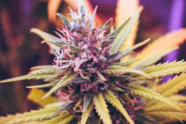 pink and green petaled cannabis