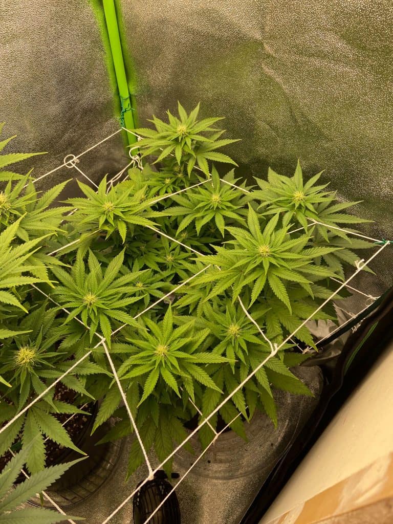 week 11 progress in grow tent corner