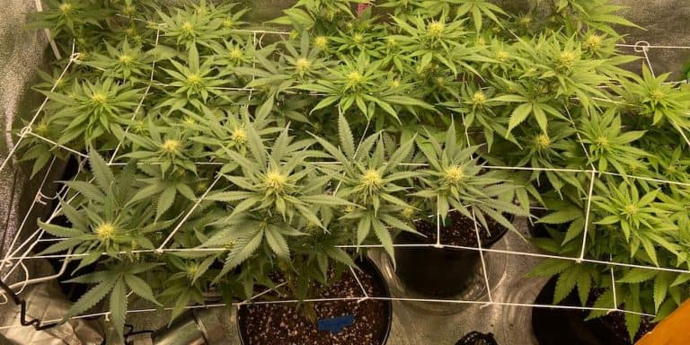 week 11 aurora indica grow progress