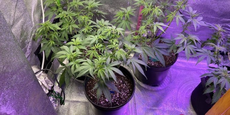 week 9 aurora indica grow plants progress