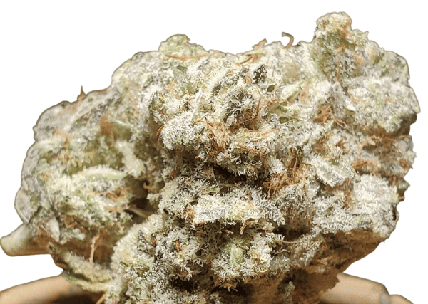 gorilla glue up close