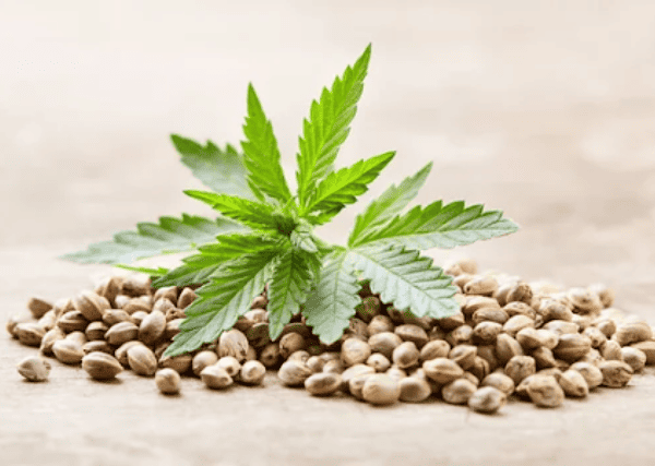 marijuana seeds and leaves on top
