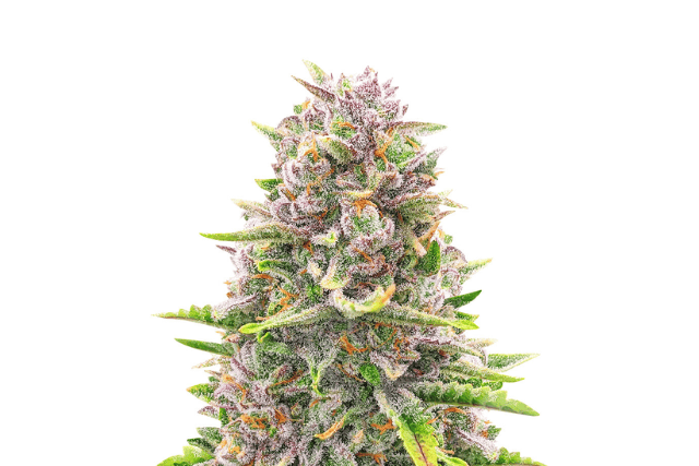 Bruce Banner Auto
