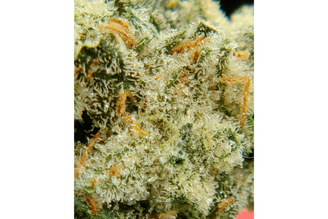 Jack Herer Feminized Seeds