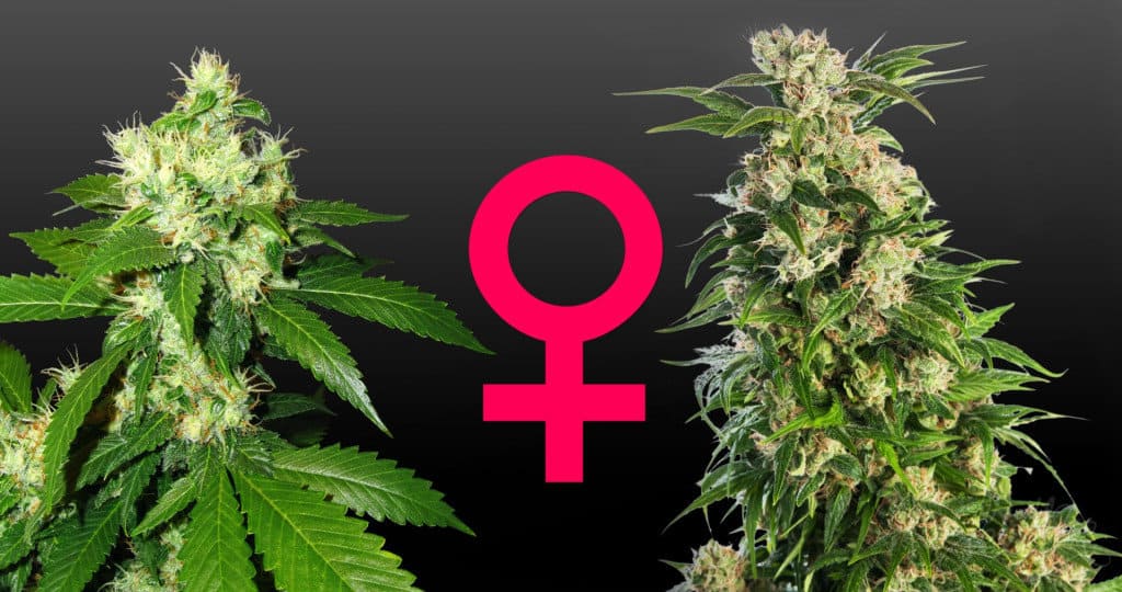 how to feminize marijuana seeds