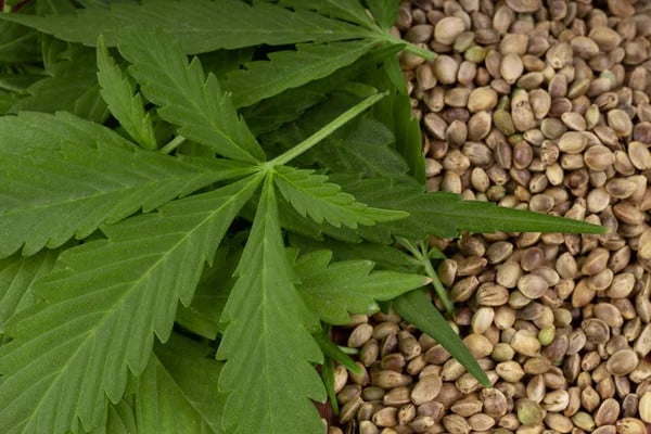 group of stacked cannabis leaves on the left with a group of cannabis seeds on the right half of the image