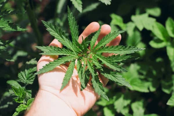 a man's hand holding the top of a plant with growing marijuana leaves