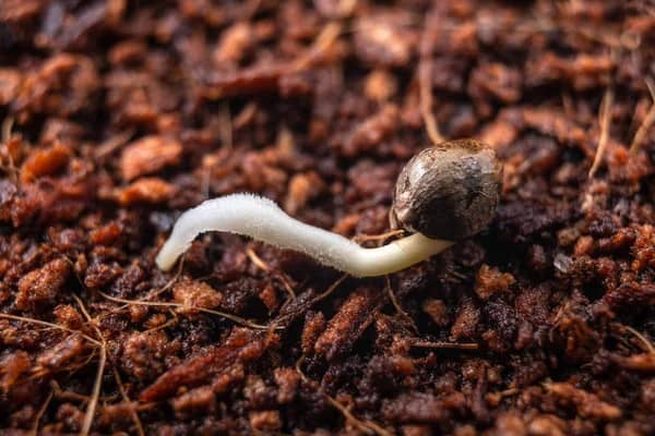 germinated cannabis seed close-up on top of growing medium