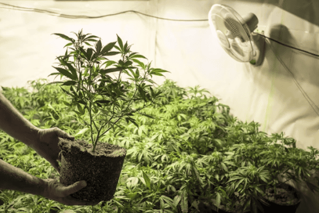 indoor cannabis