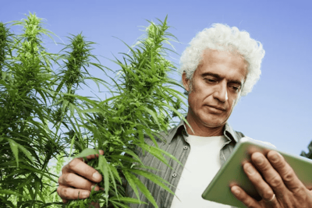 outdoor cannabis