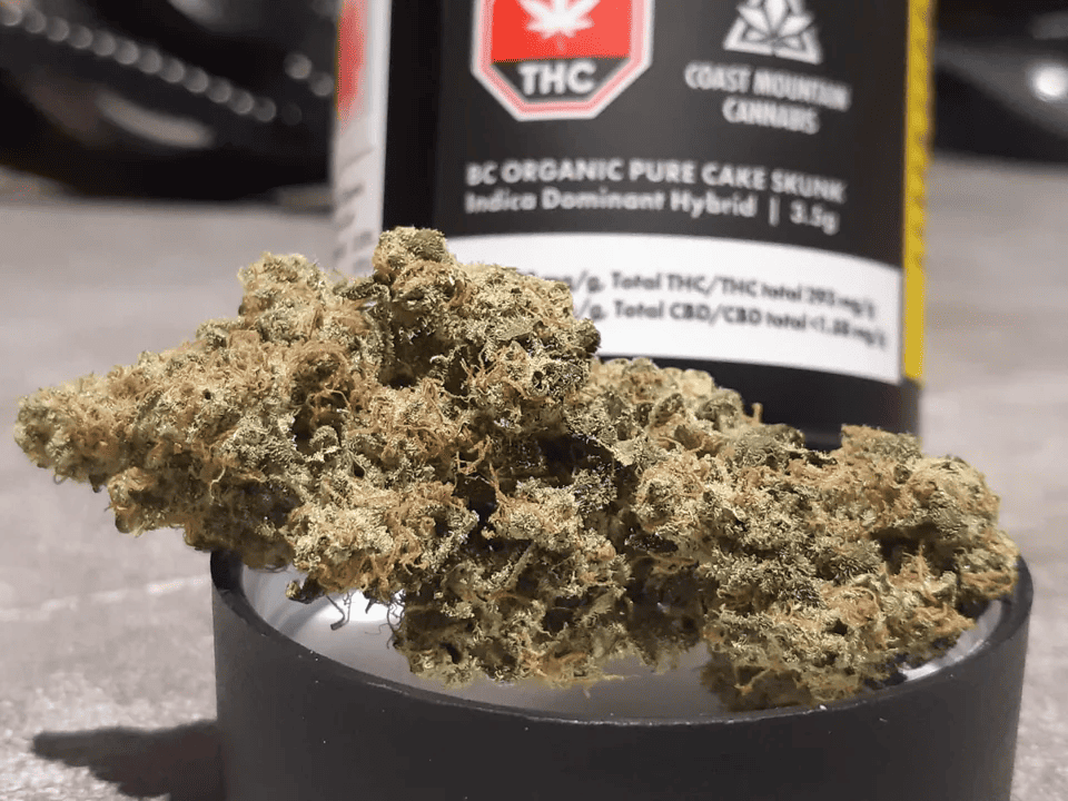 skunk cake strain buds in front of container from Coast Mountain Cannabis