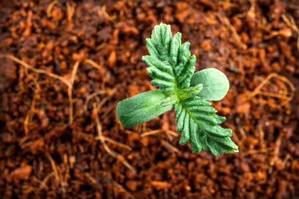 top view of a cannabis plant just starting to sprout with 4 leaves