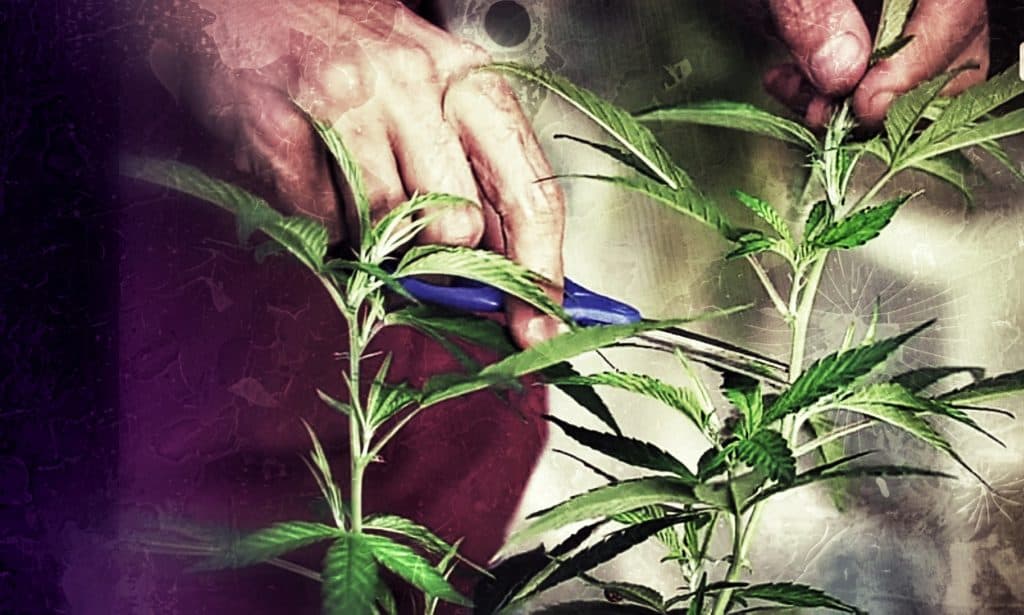 grower trimming marijuana plant as part of super cropping
