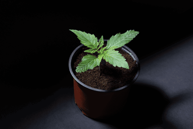 marijuana plant on a pot
