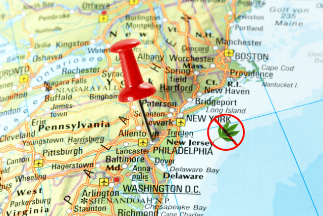 new jersey seeds - featured image
