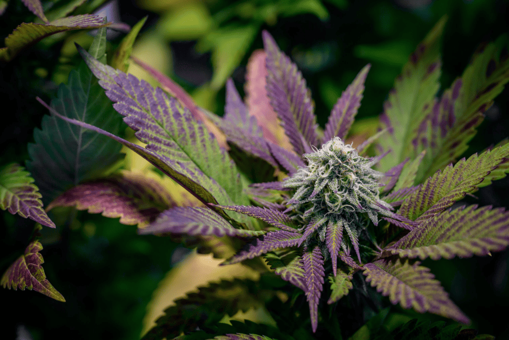 purple cannabis plant with mature buds and large leaves