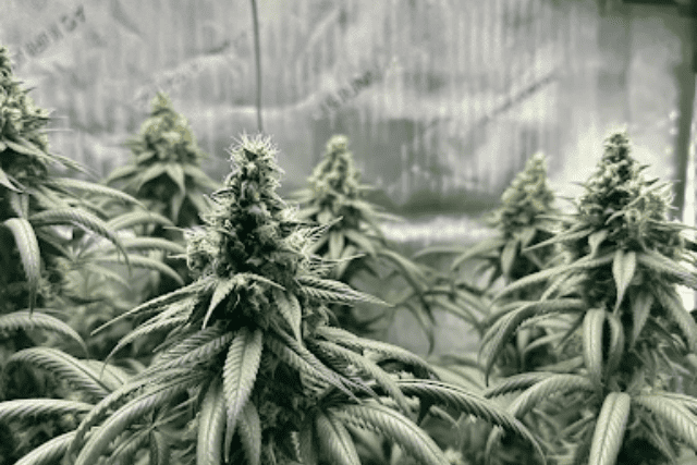 afghan seeds
