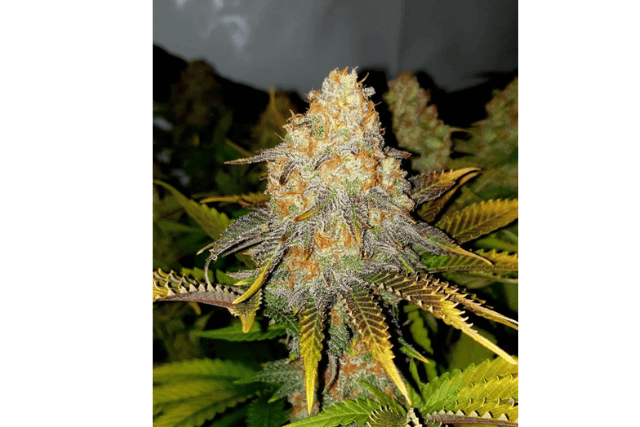 royal gorilla