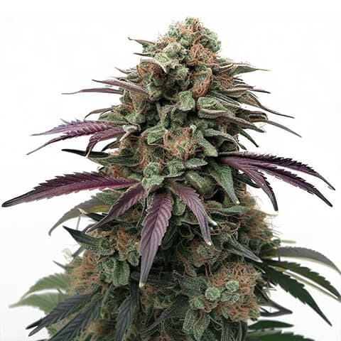 2. Apple Fritter