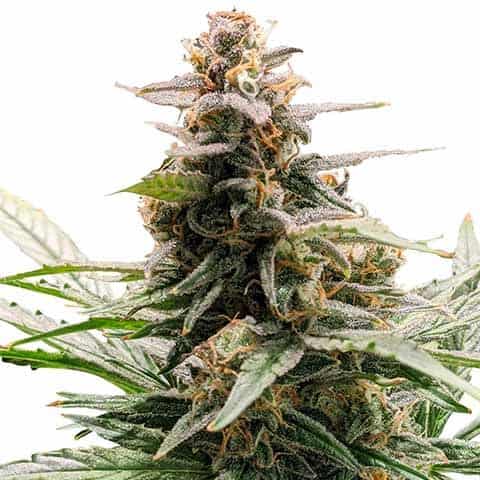 3. Godfather OG