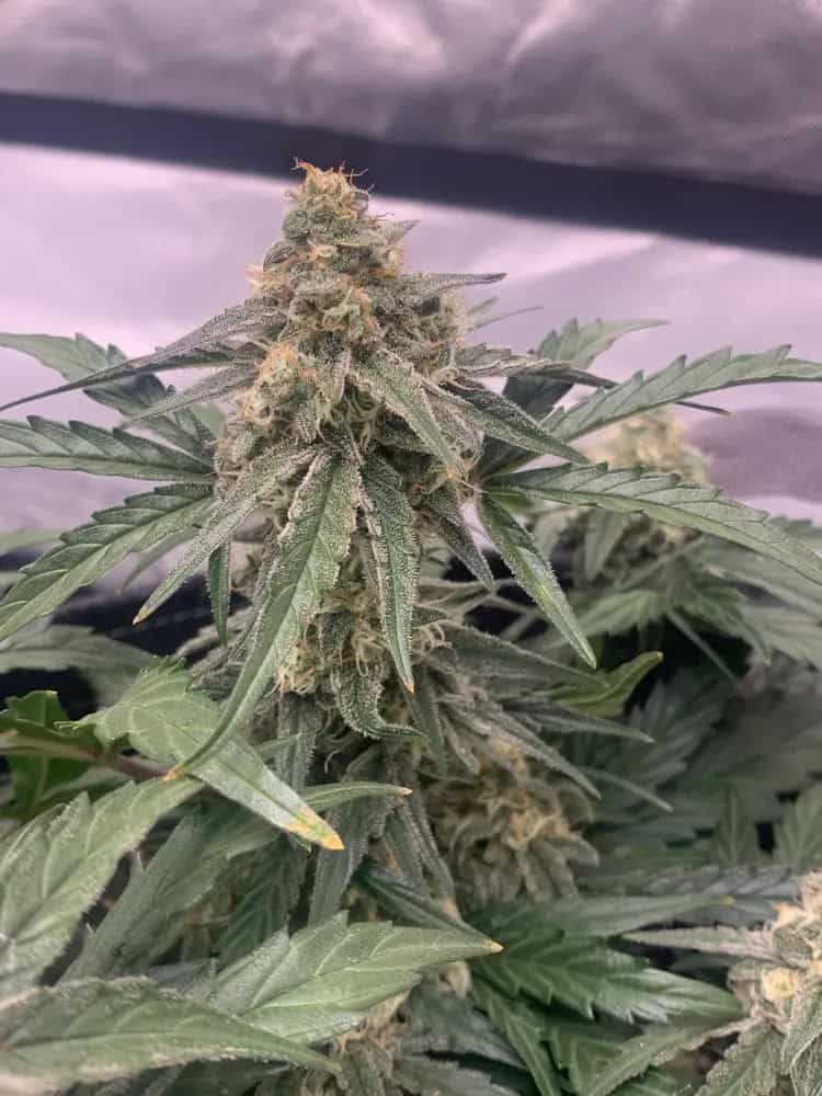 2. White Widow