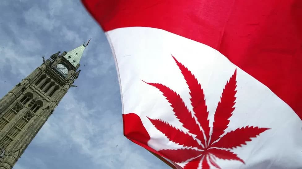 Marijuana Seeds in Ontario - featured image