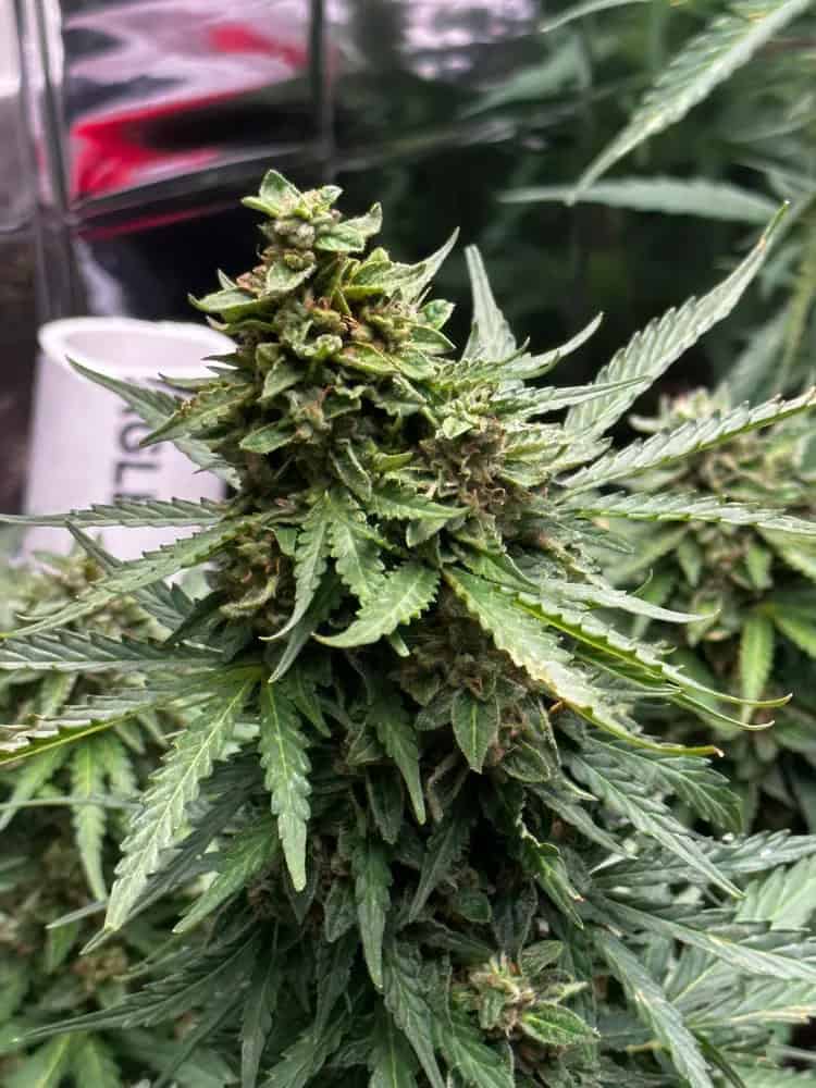 1. Granddaddy Purple