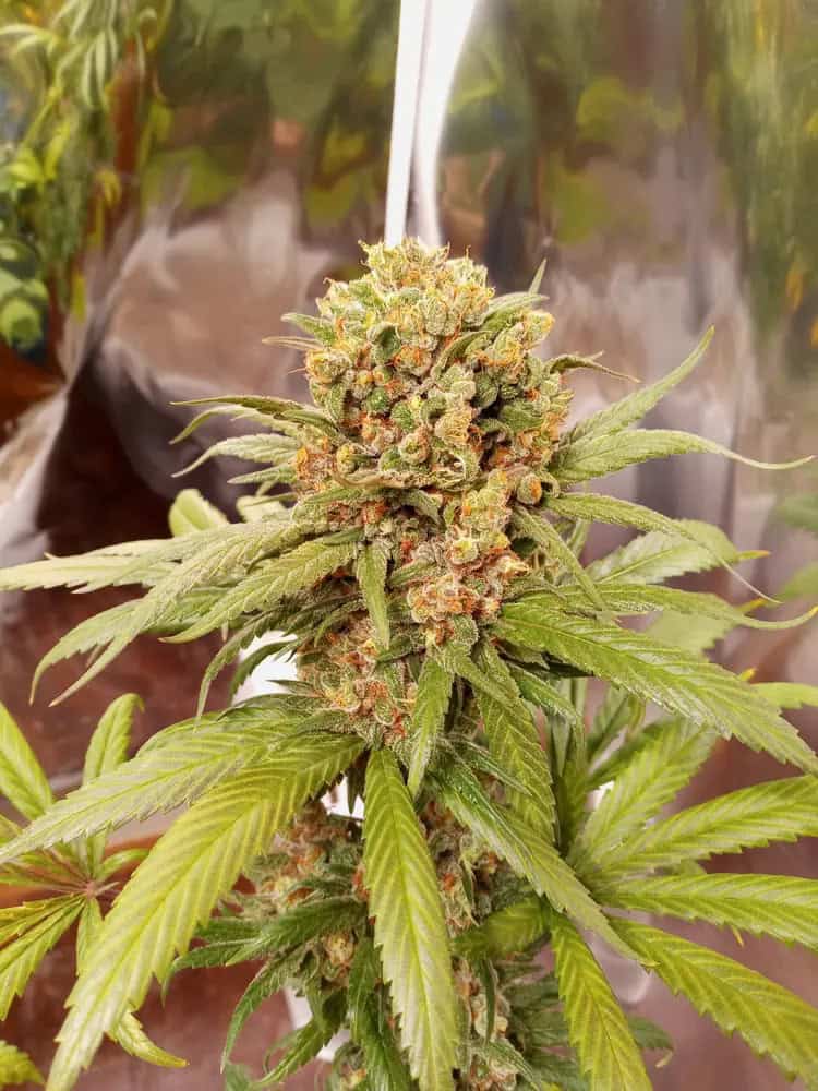 4. Super Skunk