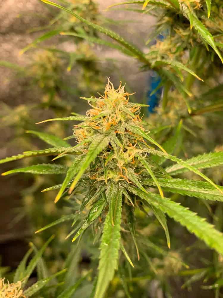 5. Blue Dream