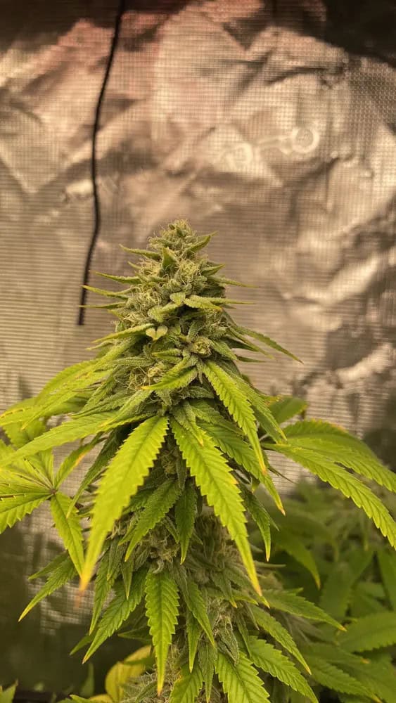 4. Bubba Kush