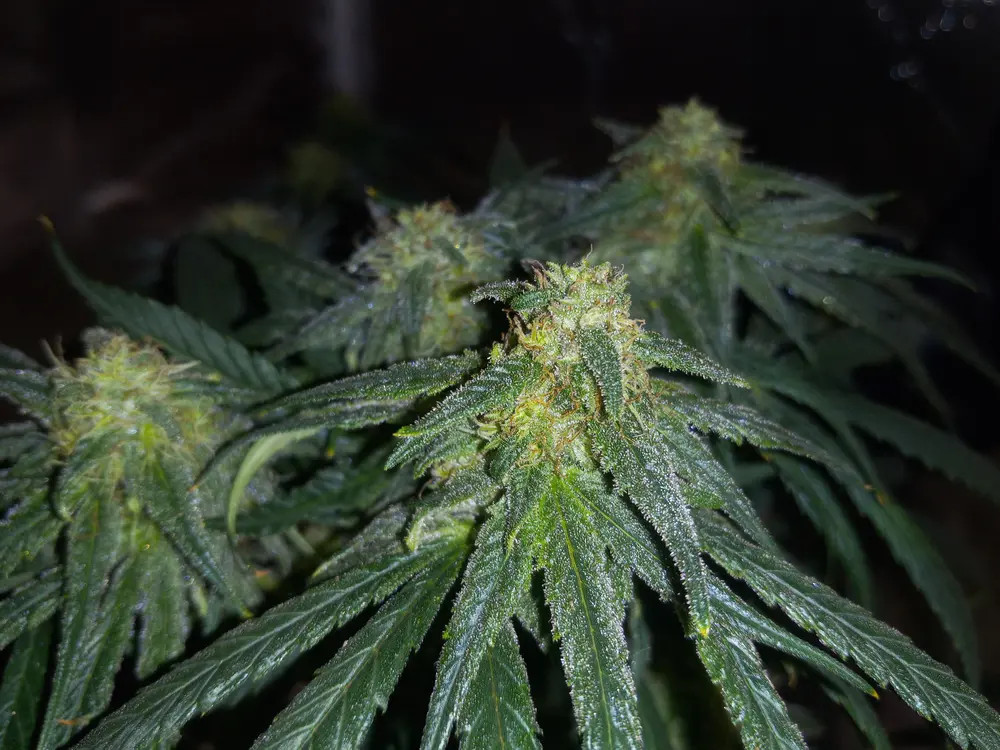 5. Sour Diesel