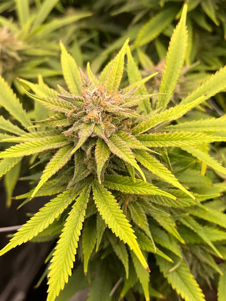 3. Godfather OG