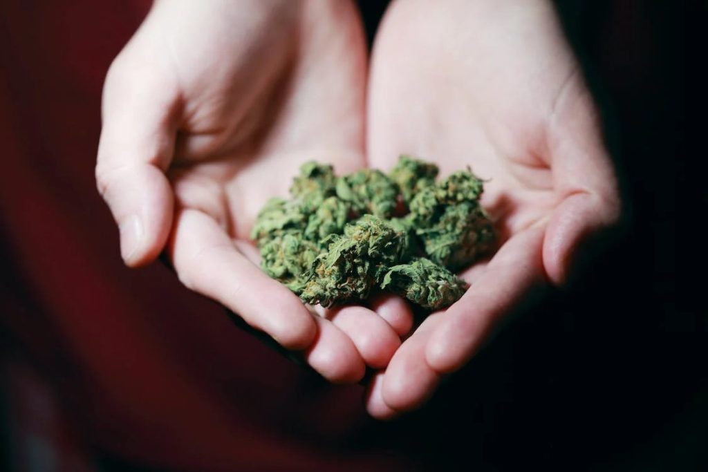 Cannabis on both palms - featured image
