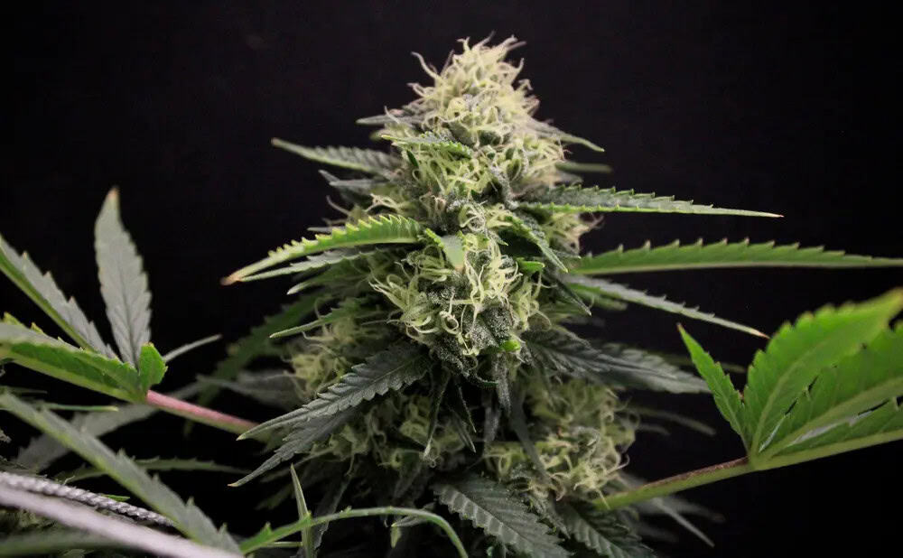 1. White Widow