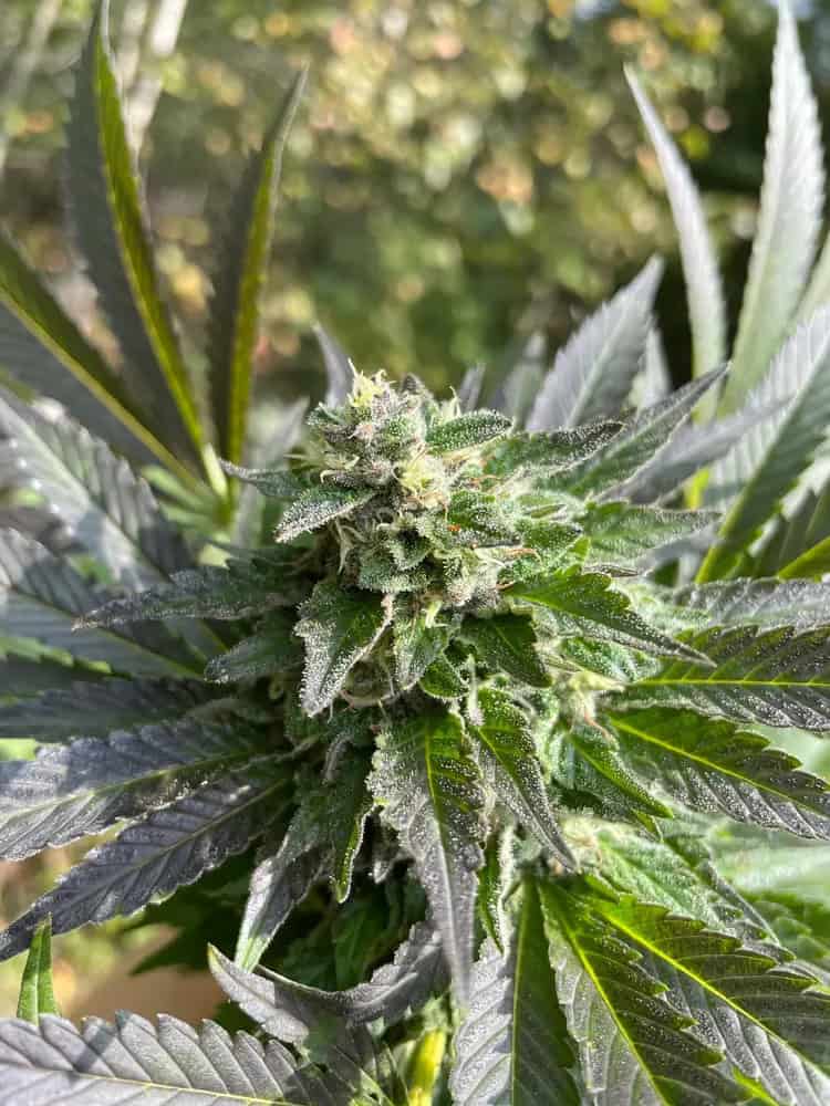 2. Girl Scout Cookies