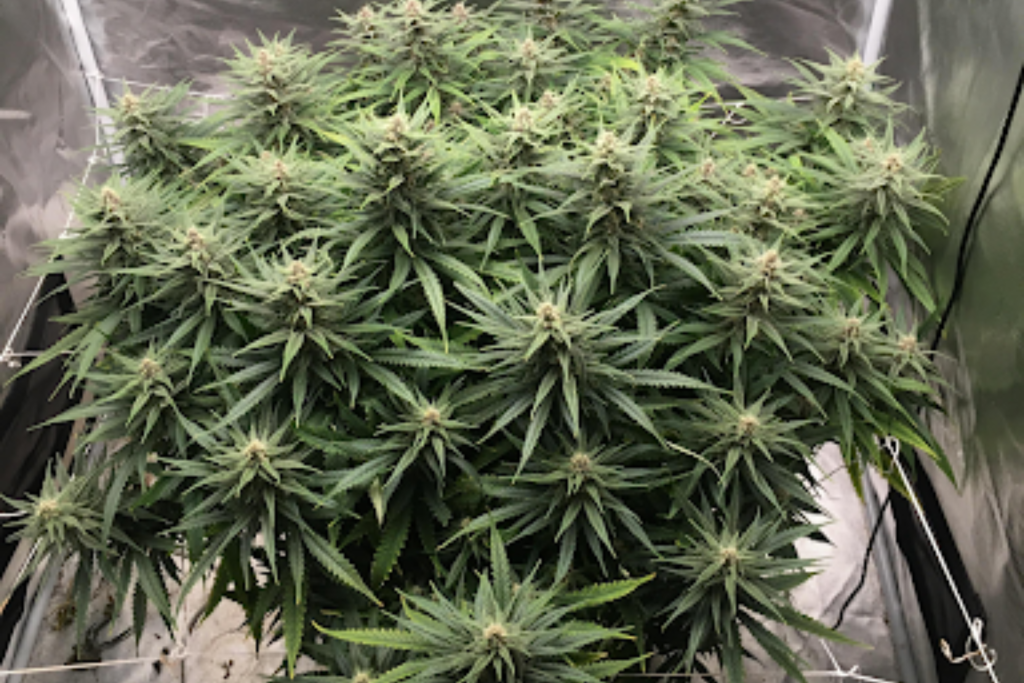 white widow strain