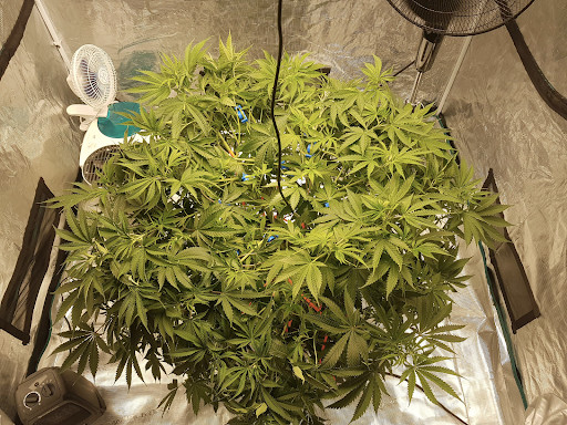 bruce banner