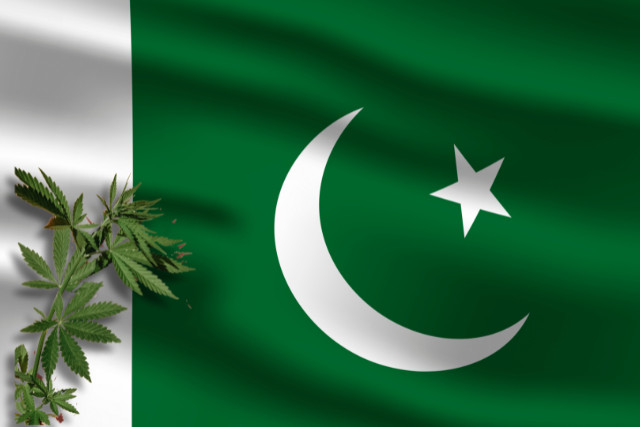 Marijuana seeds in Pakistan - pinterest (1)