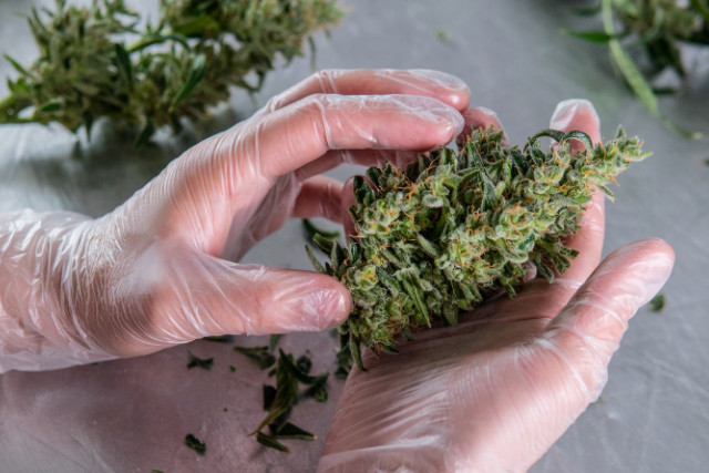 drying wet weed - featured image