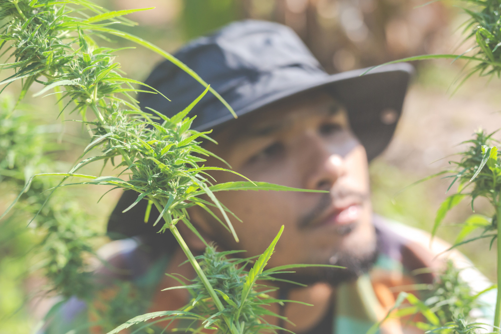 farmer checking cannabis plant